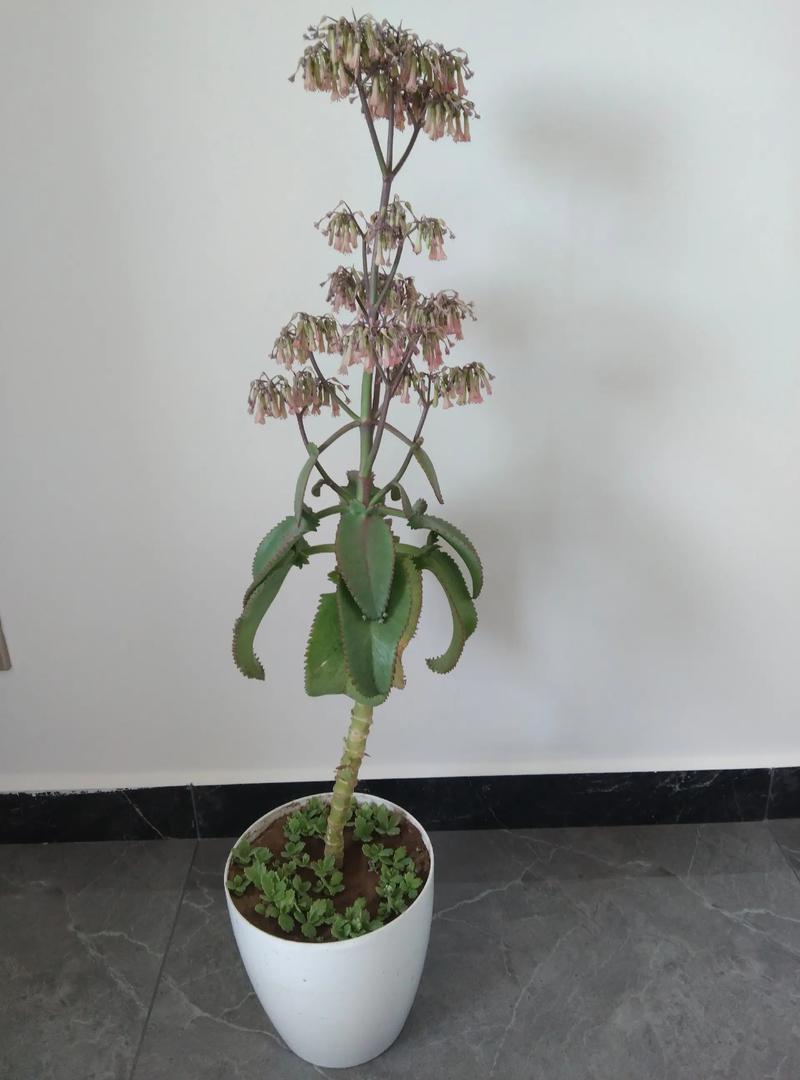 不死鸟植物开花吗?花期、观赏期与促花养护全攻略 促花养护步骤(可执行操作)