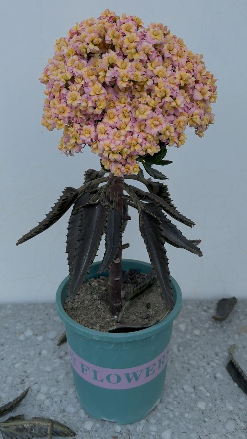 不死鸟植物开花吗?花期、观赏期与促花养护全攻略 总结