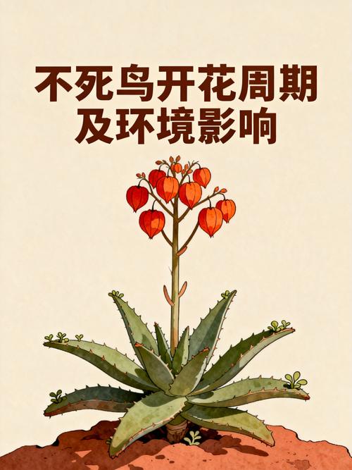 不死鸟植物开花吗?花期、观赏期与促花养护全攻略 常见问题FAQ