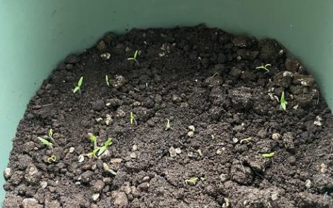 番茄种子多久发芽？家庭育苗全流程技术指导