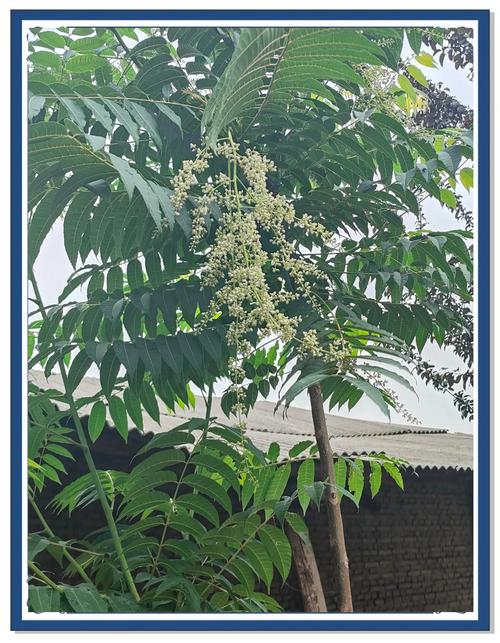 家里可以种椿树吗?从科学养护与文化寓意全面解析 五、总结:家里可以种吗?