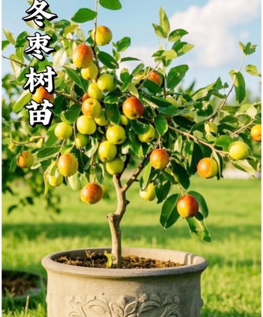枣树上有刺吗？核心结论与品种、采购、种植全解析