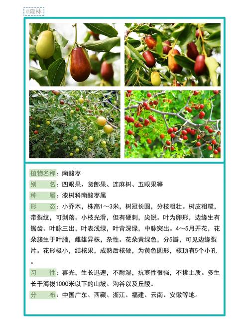枣树上有刺吗?核心结论与品种、采购、种植全解析 总结:枣树有刺是常态,无刺靠嫁接,选购重接穗