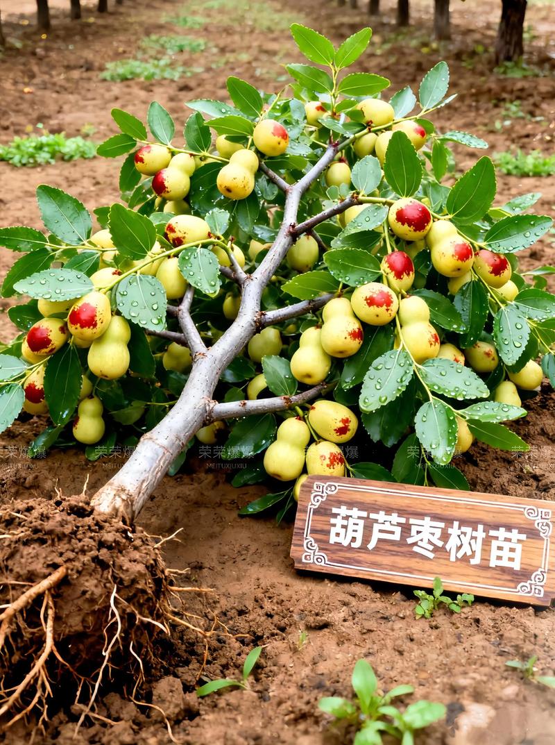 枣树上有刺吗?核心结论与品种、采购、种植全解析 枣树自花结实,无需配置授粉树