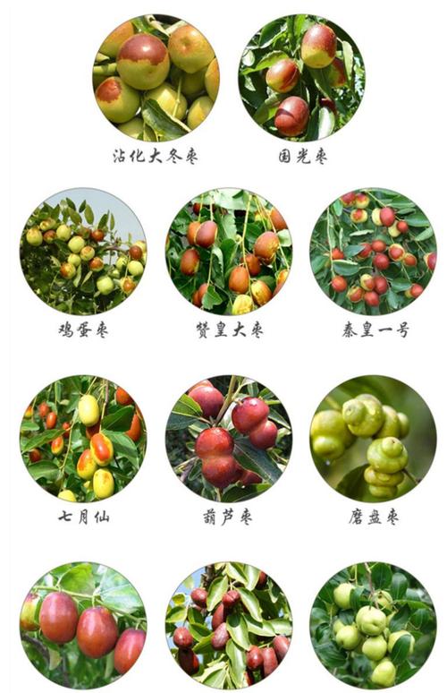 枣树上有刺吗?核心结论与品种、采购、种植全解析 采购枣树苗按“一看刺、二看嫁接、三看根龄”黄金顺序检验