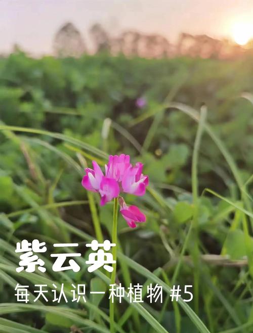 紫云英的种子有什么用?从绿肥到养生,小小种子大作用 二、饲料新途径:高蛋白精料补充