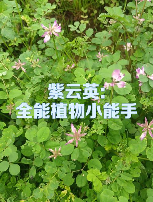 紫云英的种子有什么用?从绿肥到养生,小小种子大作用 三、民间药用与养生价值