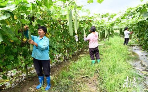 丝瓜种植方法全过程：从选种到收获的实操指南
