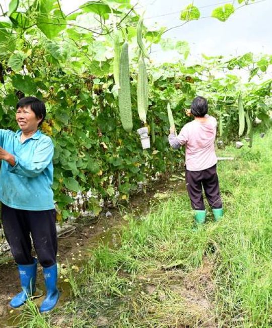 丝瓜种植方法全过程：从选种到收获的实操指南