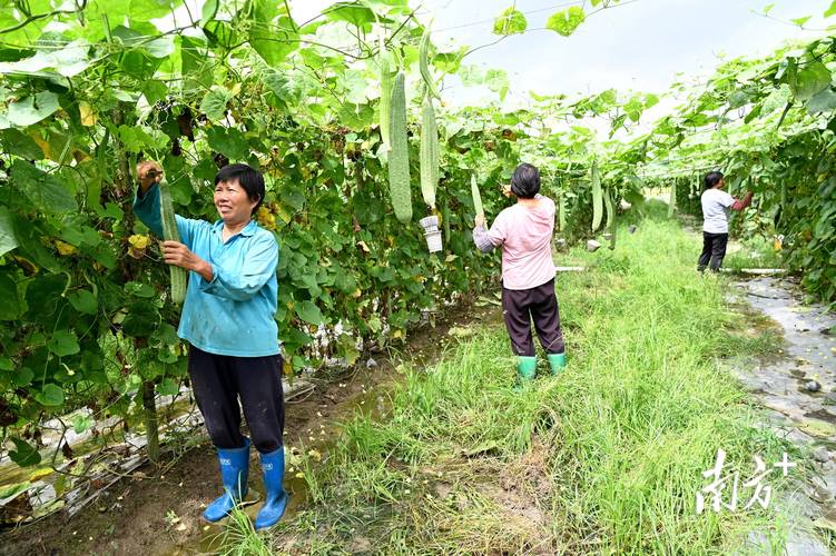 丝瓜种植方法全过程:从选种到收获的实操指南 丝瓜种植方法全过程:从选种到收获的实操指南