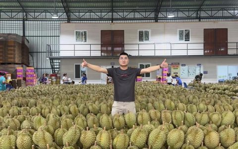 榴莲什么地方可以种？家庭与规模化种植的地理与气候条件详解