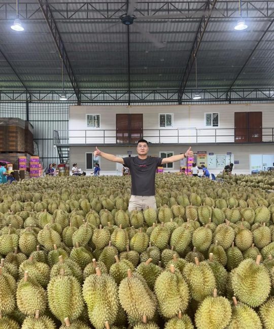 榴莲什么地方可以种？家庭与规模化种植的地理与气候条件详解