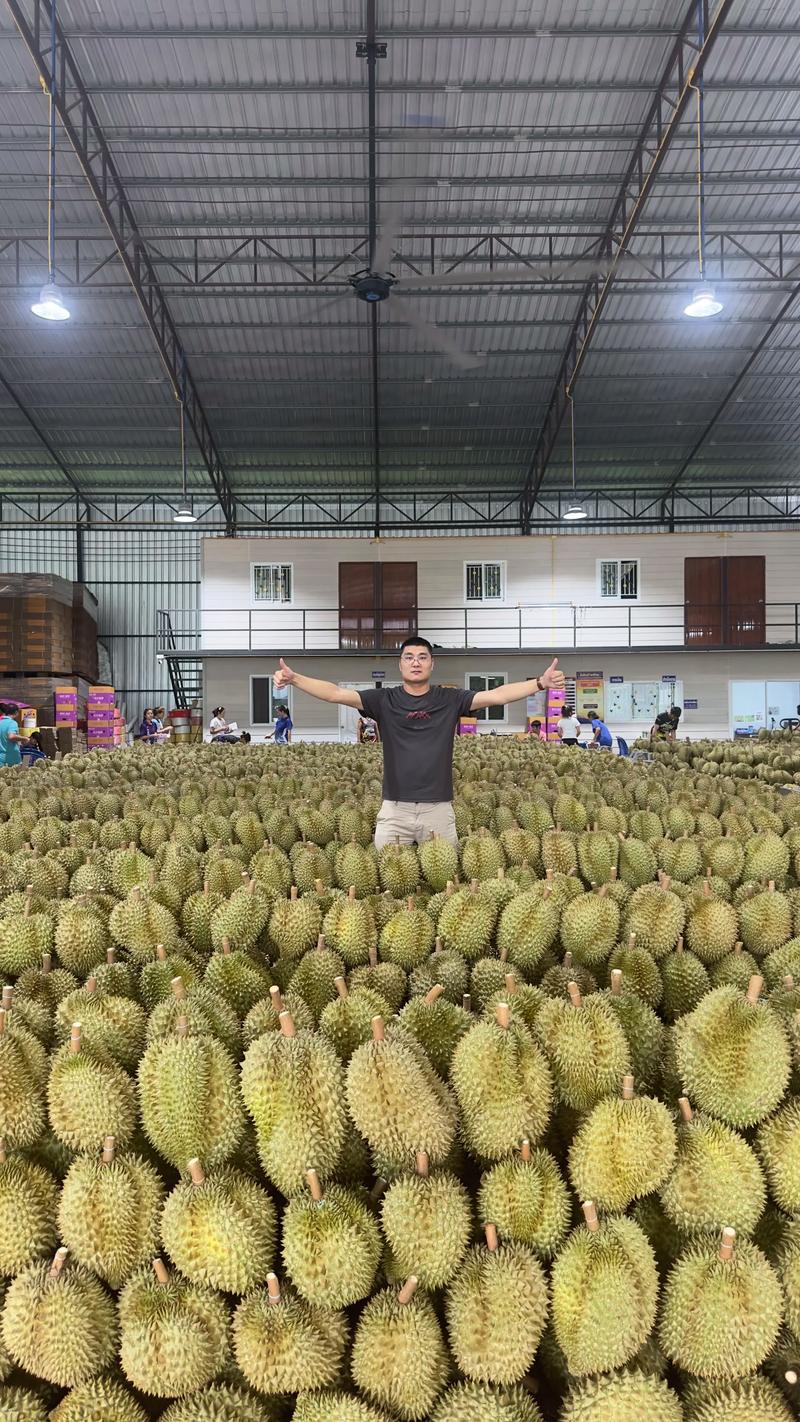 榴莲什么地方可以种？家庭与规模化种植的地理与气候条件详解