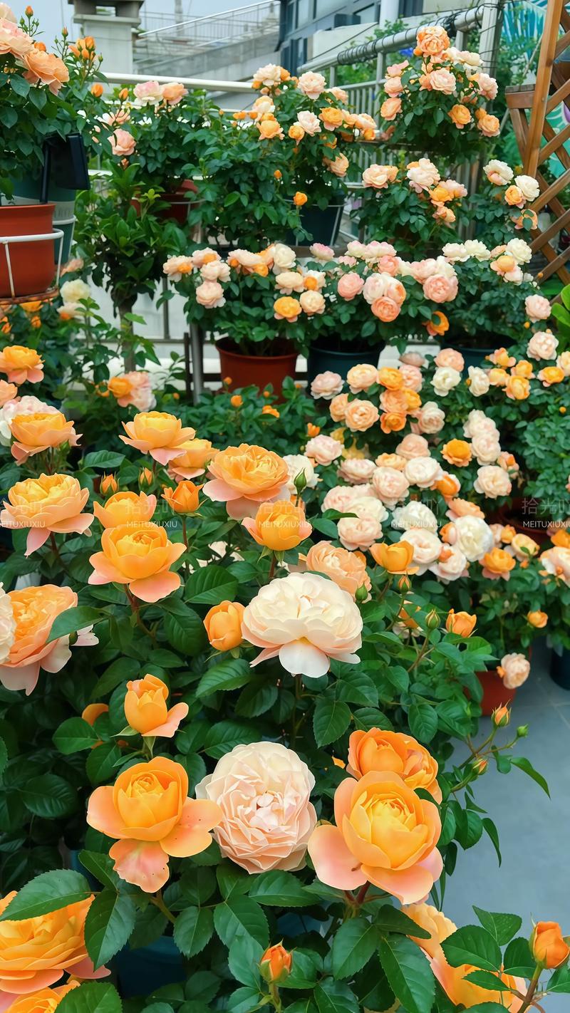 家里养月季花，关键看这3点