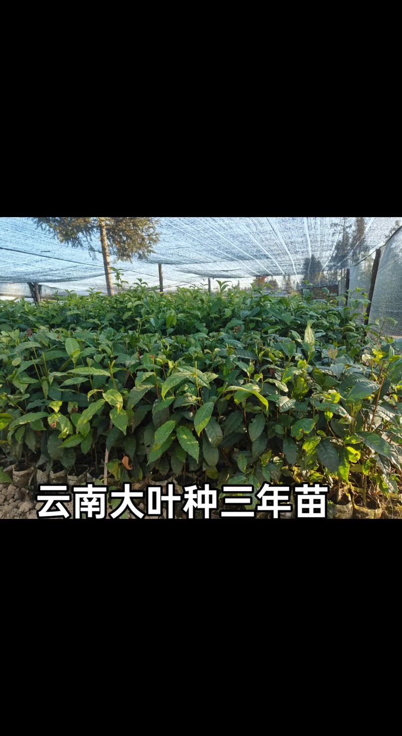 茶树苗价格多少钱一棵?2025年最新报价与选购指南 规格:苗龄与根系是定价核心