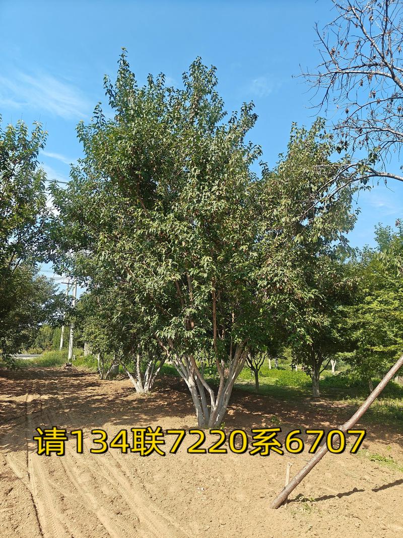茶树苗价格多少钱一棵?2025年最新报价与选购指南 价格快速参考