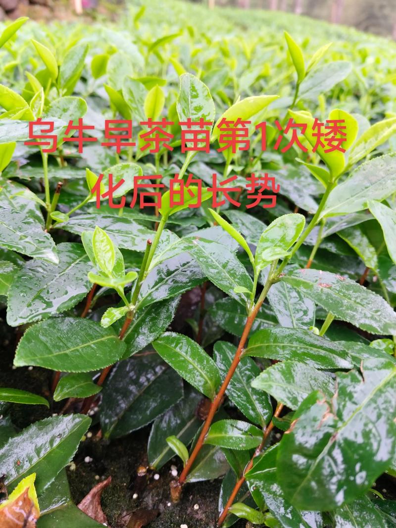 茶树苗价格多少钱一棵?2025年最新报价与选购指南 季节:春栽旺季价格上浮