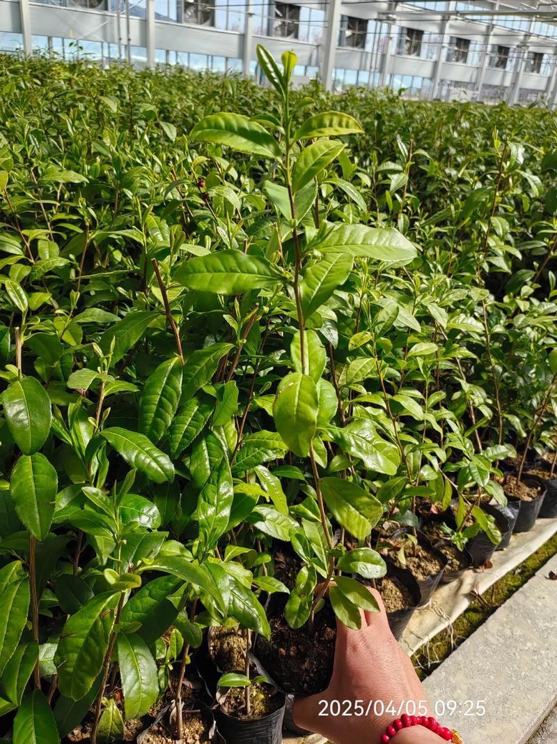 茶树苗价格多少钱一棵?2025年最新报价与选购指南 产地:名优茶区影响基础价