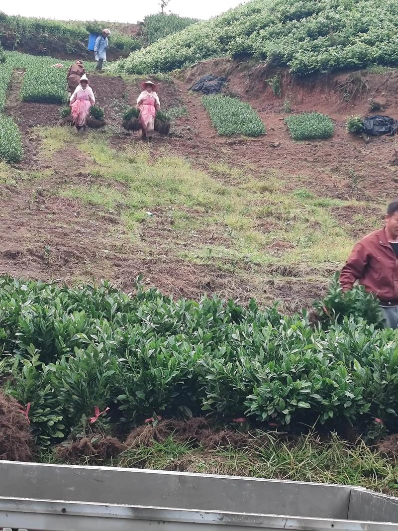 茶树苗价格多少钱一棵?2025年最新报价与选购指南 数量:批发与零售差距显著