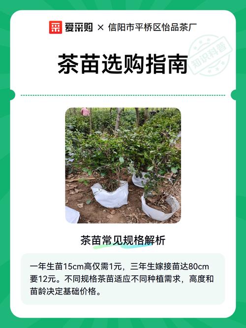 茶树苗价格多少钱一棵?2025年最新报价与选购指南 FAQ