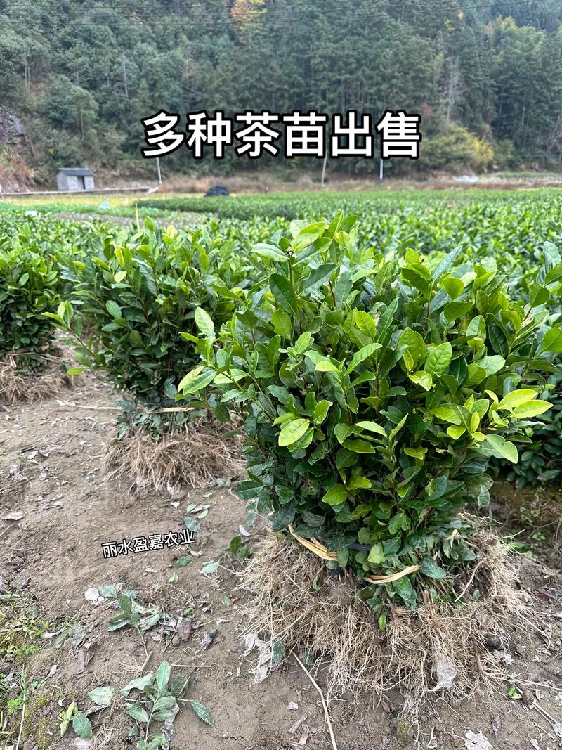 茶树苗价格多少钱一棵?2025年最新报价与选购指南 咨询指南:如何获得精准报价?