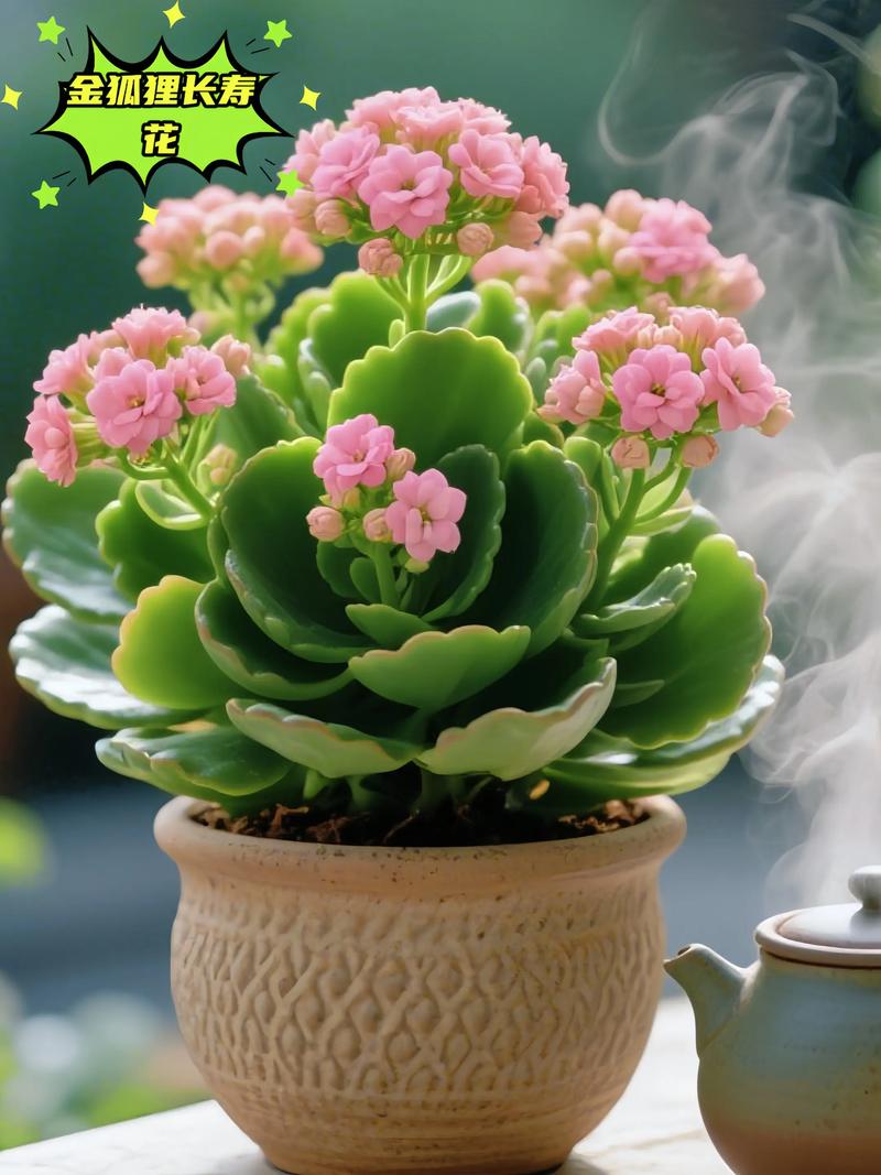 长寿花带花苞怎么换盆?掌握这几点,不伤花苞还能快速服盆 二、最佳换盆时机
