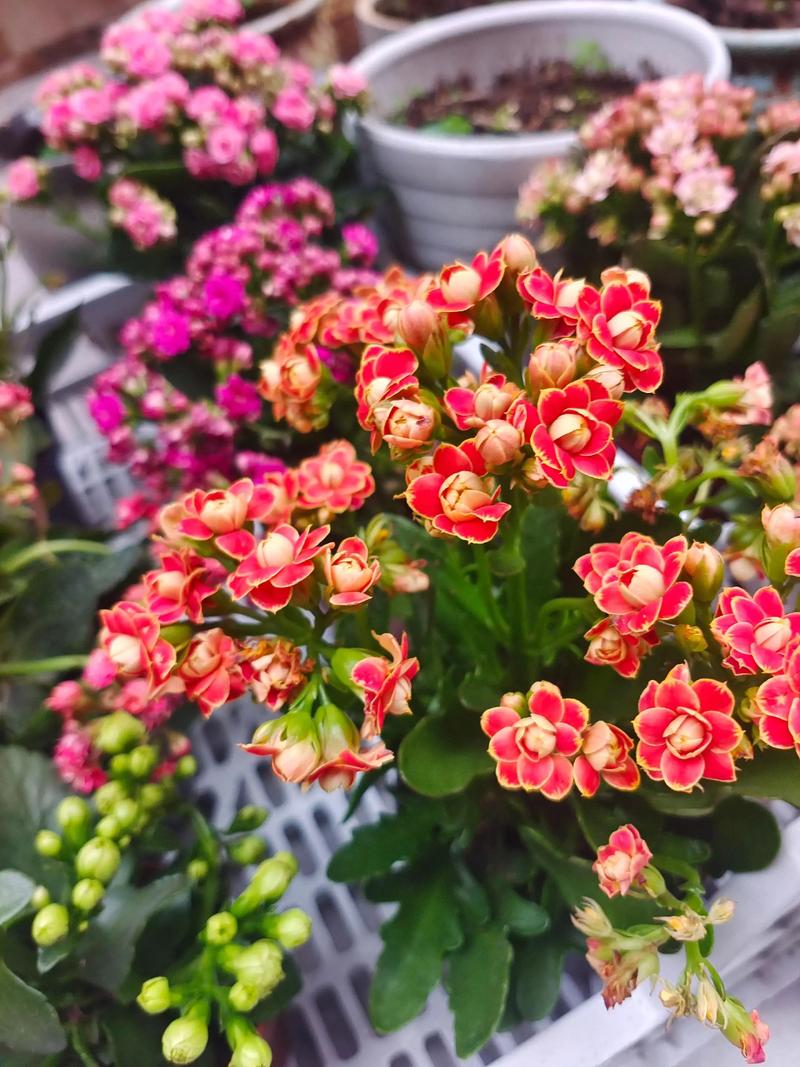 长寿花带花苞怎么换盆?掌握这几点,不伤花苞还能快速服盆 四、带花苞换盆的具体操作步骤
