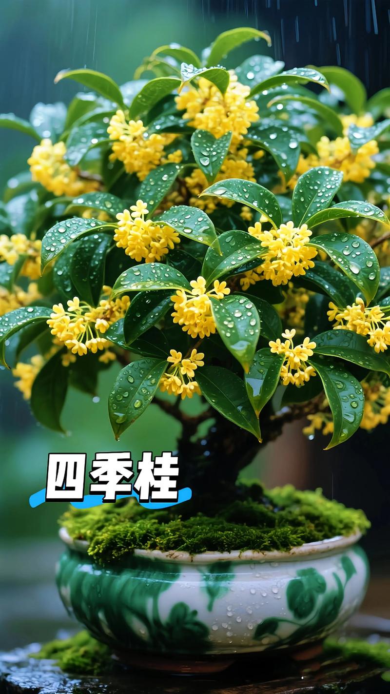 桂花在玄学里象征什么？庭院盆栽科学养护指南