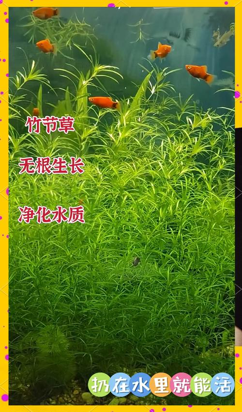三、看根系：白嫩、发达、无霉味