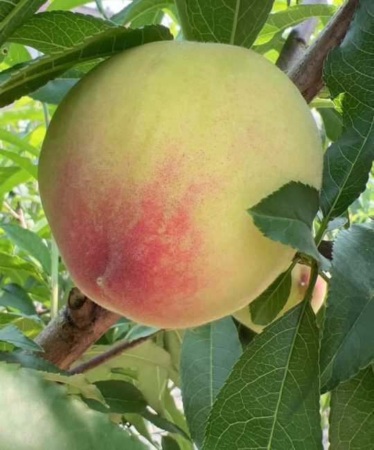桃子的种类有哪些？盘点市面上常见的5大类桃子品种及特点
