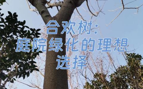 合欢树栽门前吉祥吗？庭院种植位置、移栽与养护全指南