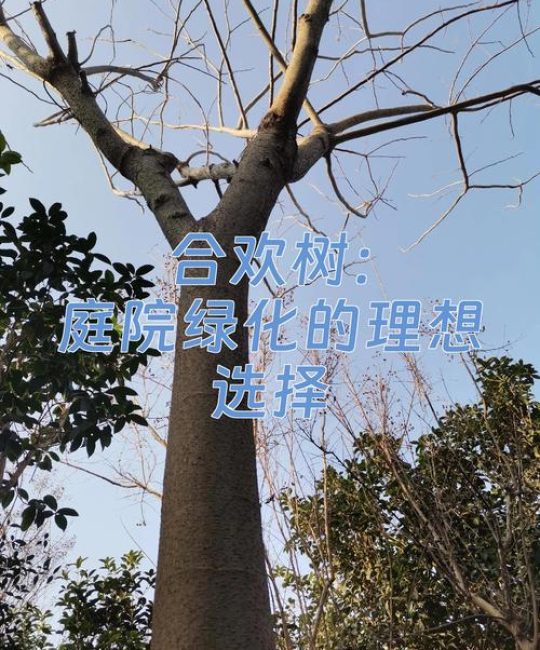 合欢树栽门前吉祥吗？庭院种植位置、移栽与养护全指南