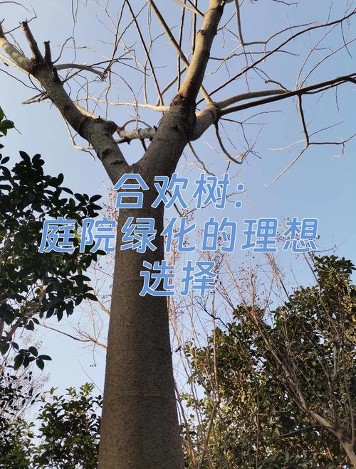 合欢树栽门前吉祥吗?庭院种植位置、移栽与养护全指南 合欢树栽门前: