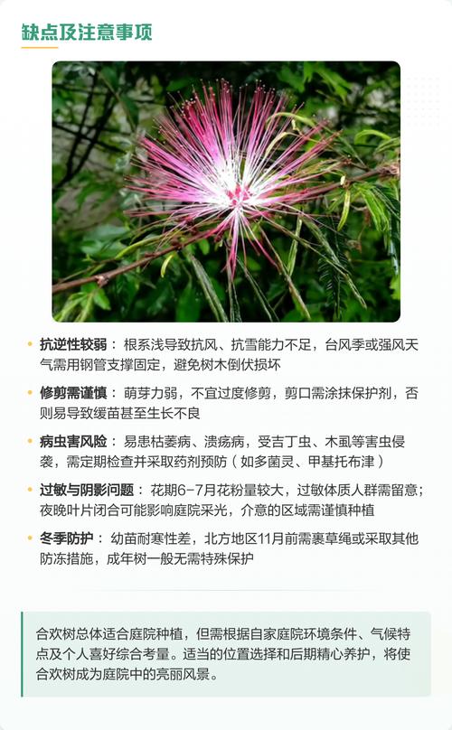 合欢树栽门前吉祥吗?庭院种植位置、移栽与养护全指南 移栽成活技术:土球与季节双控制