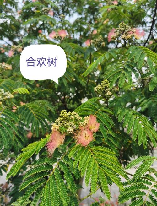 合欢树栽门前吉祥吗?庭院种植位置、移栽与养护全指南 支撑固定系统方案