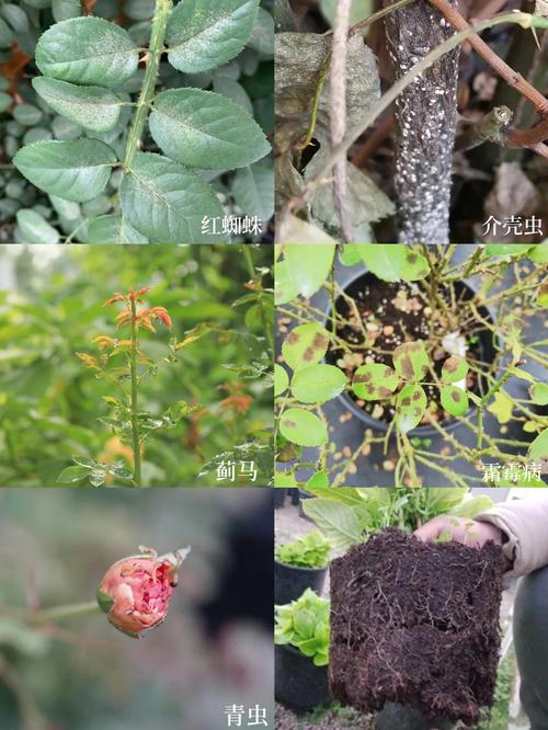 植物生虫不用慌,这些方法简单有效 第三步:生物与天然方法——安全有效,家庭首选