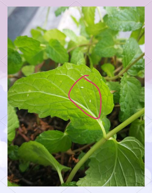 植物生虫不用慌,这些方法简单有效 第五步:预防比治疗更重要