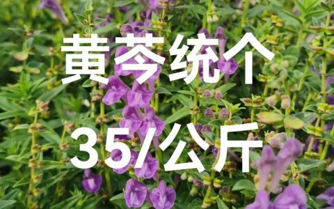 黄芩亩用多少种子？科学播种量及高效种植技巧全解析