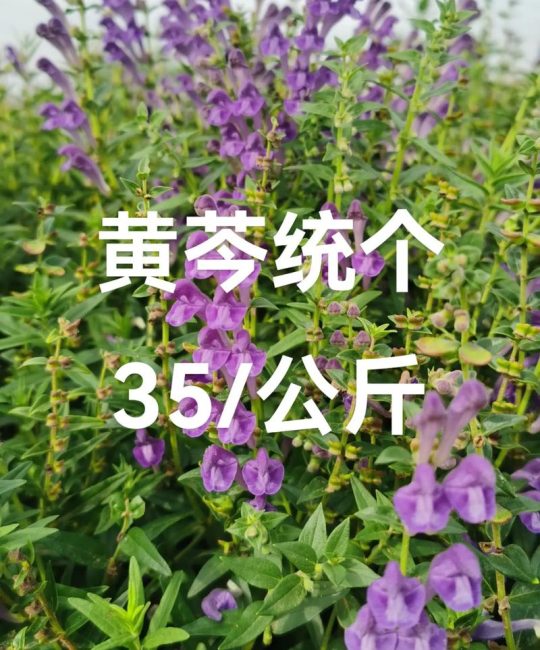 黄芩亩用多少种子？科学播种量及高效种植技巧全解析