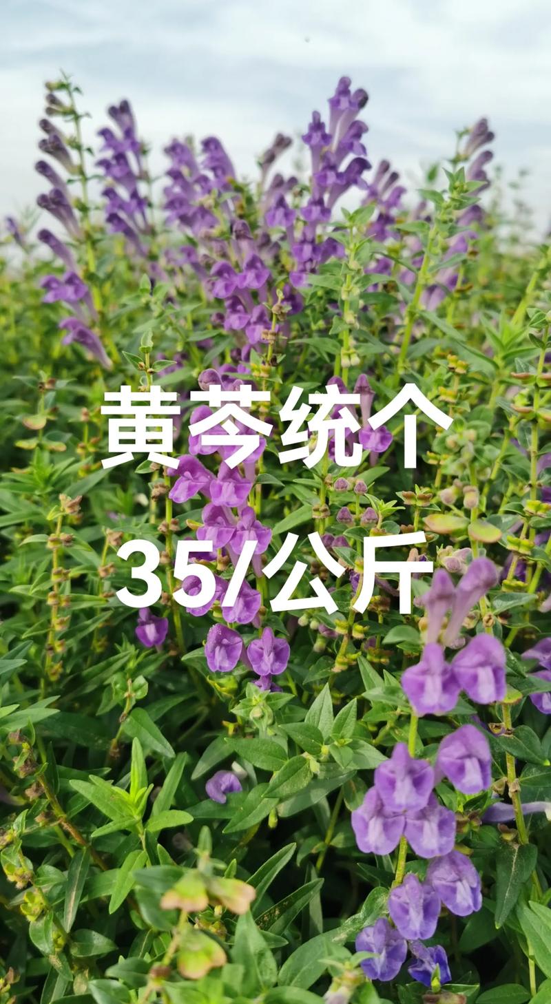 黄芩亩用多少种子?科学播种量及高效种植技巧全解析 一、黄芩亩用种子量:1~2公斤/亩(视条件浮动)