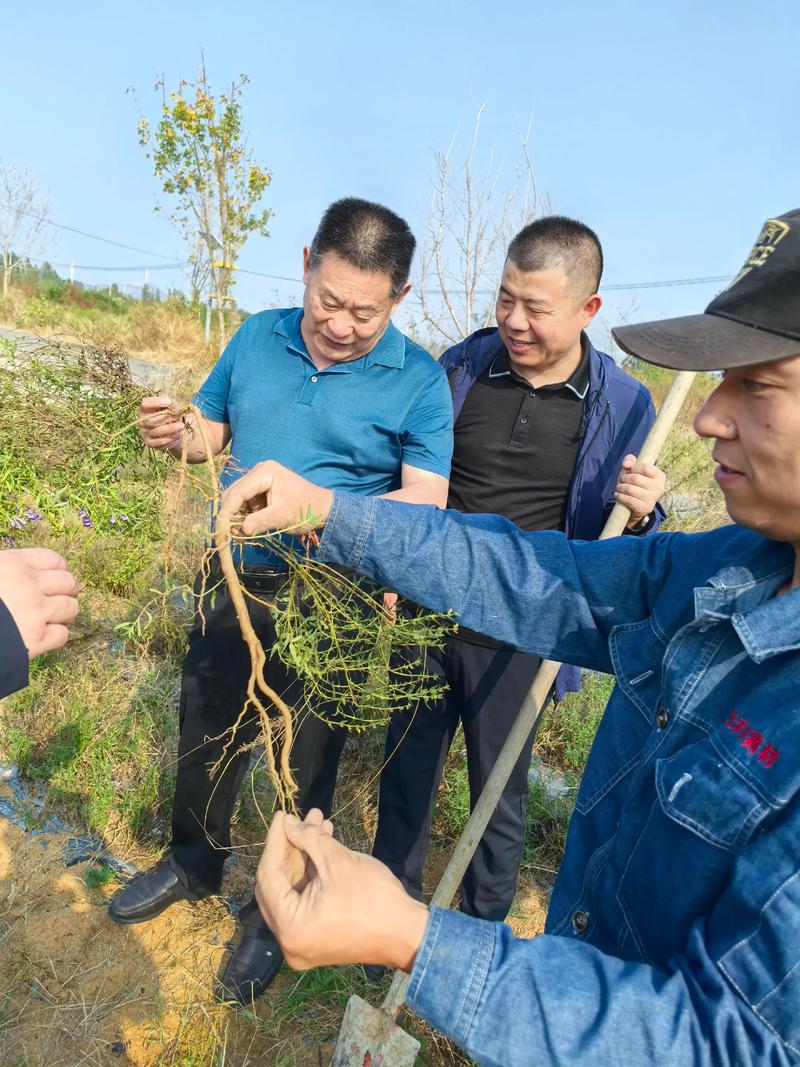 黄芩亩用多少种子?科学播种量及高效种植技巧全解析 二、播种前准备:整地与浸种