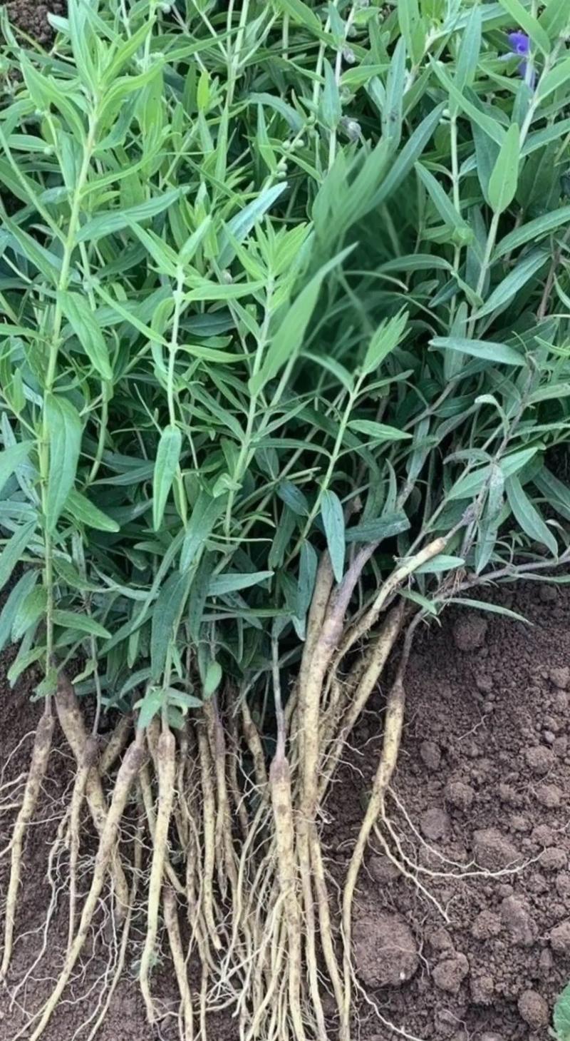 黄芩亩用多少种子?科学播种量及高效种植技巧全解析 三、播种方法与时间