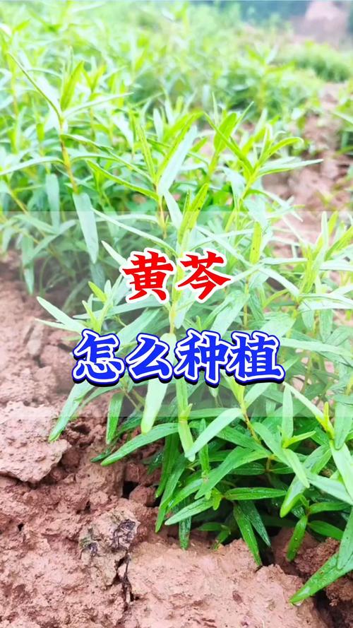 黄芩亩用多少种子?科学播种量及高效种植技巧全解析 四、间苗与定苗(关键步骤)