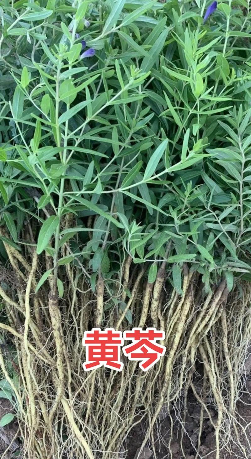黄芩亩用多少种子?科学播种量及高效种植技巧全解析 五、水分与追肥管理