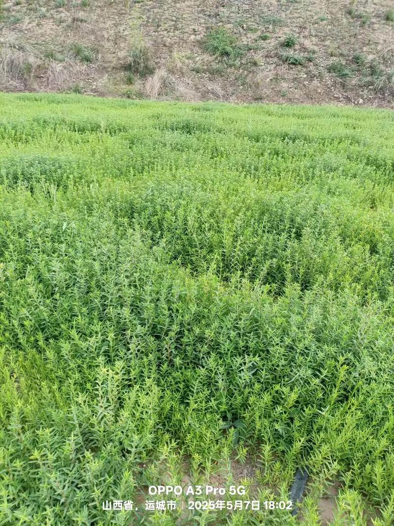 黄芩亩用多少种子?科学播种量及高效种植技巧全解析 总结