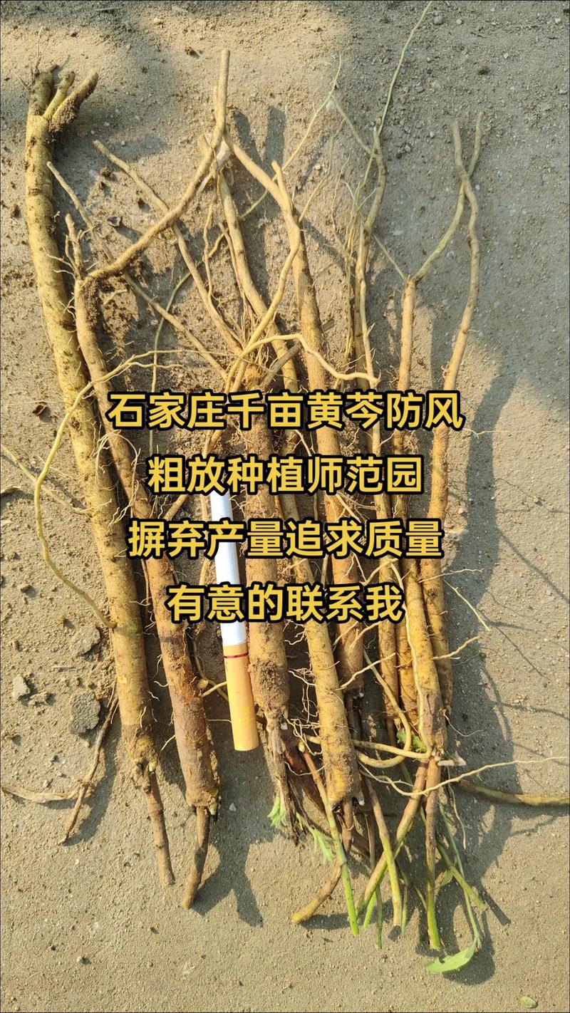 黄芩亩用多少种子?科学播种量及高效种植技巧全解析 六、常见问题与应对