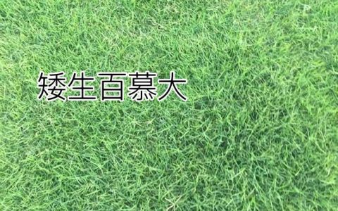 四季常青草种全解析：哪些草坪植物能陪你度过严冬酷夏？
