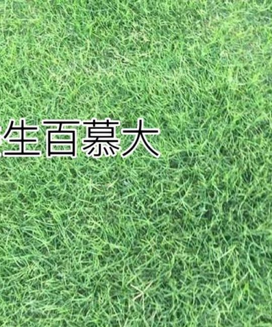 四季常青草种全解析：哪些草坪植物能陪你度过严冬酷夏？