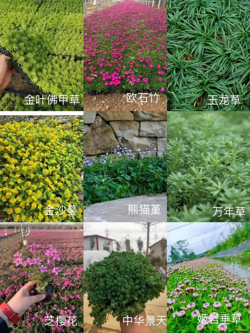 适种区域