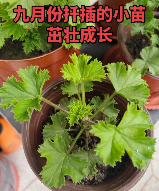 蝴蝶梅扦插繁殖方法：从选枝到移栽的成活率提升指南